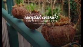 Revoluția nucă de cocos DIY: Dezlănțuiți-vă creativitatea în meșteșugurile tropicale