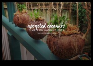Revoluția nucă de cocos DIY: Dezlănțuiți-vă creativitatea în meșteșugurile tropicale